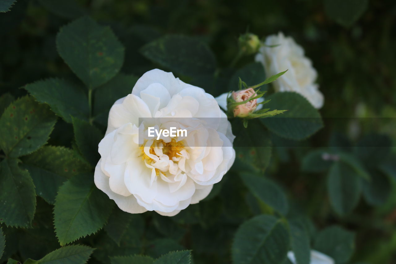 Close-up of white rose