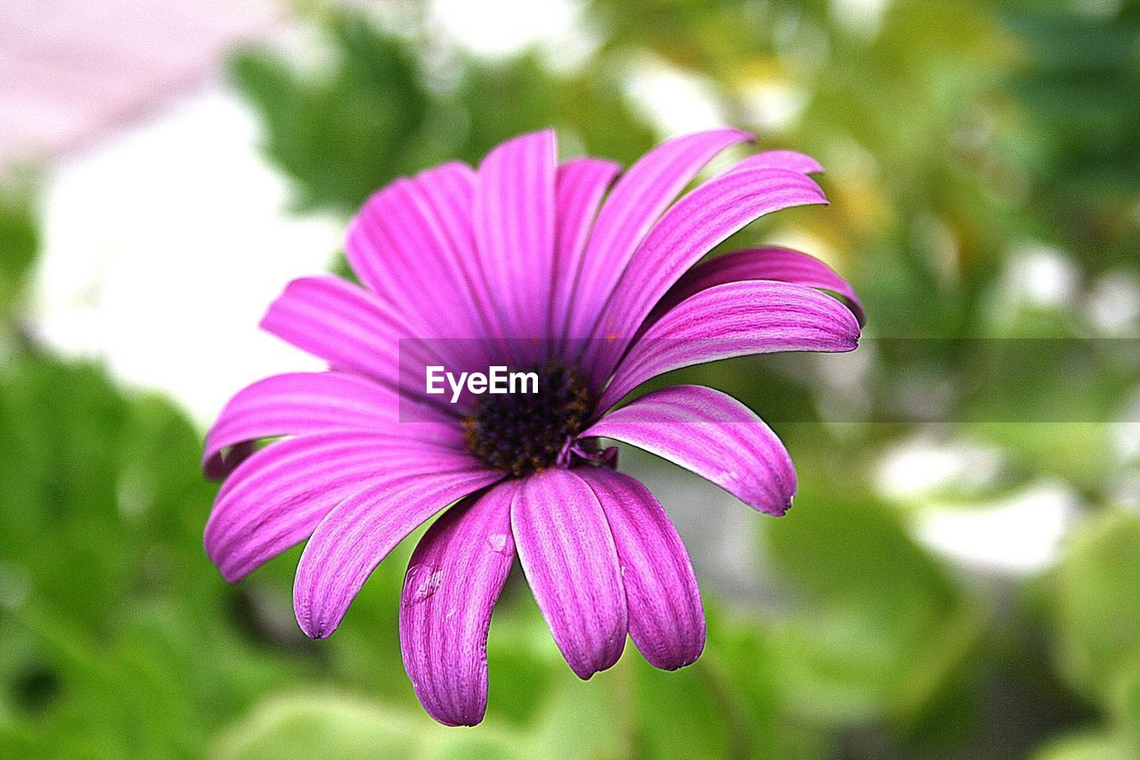 CLOSE-UP OF PURPLE FLOWERS BLOOMING