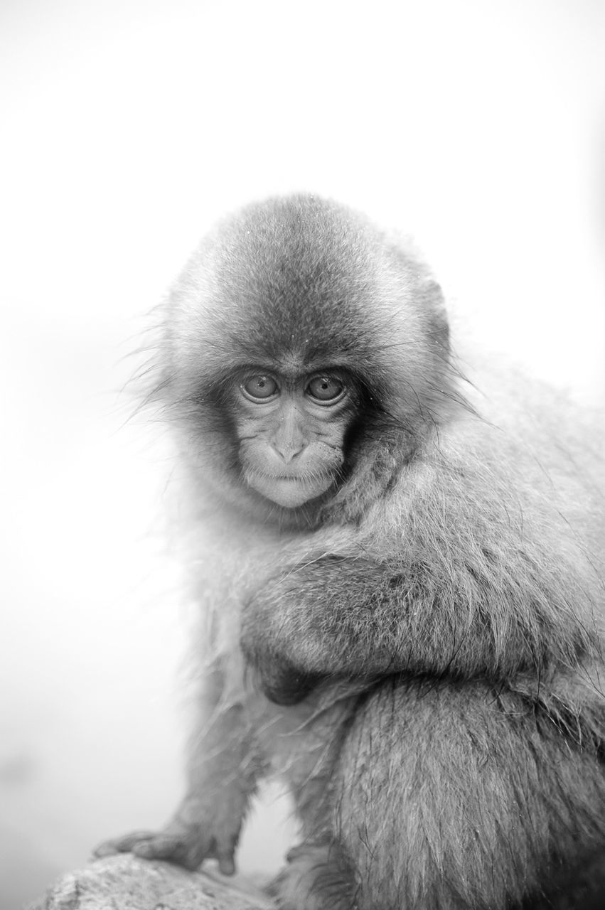 Close-up portrait of a monkey