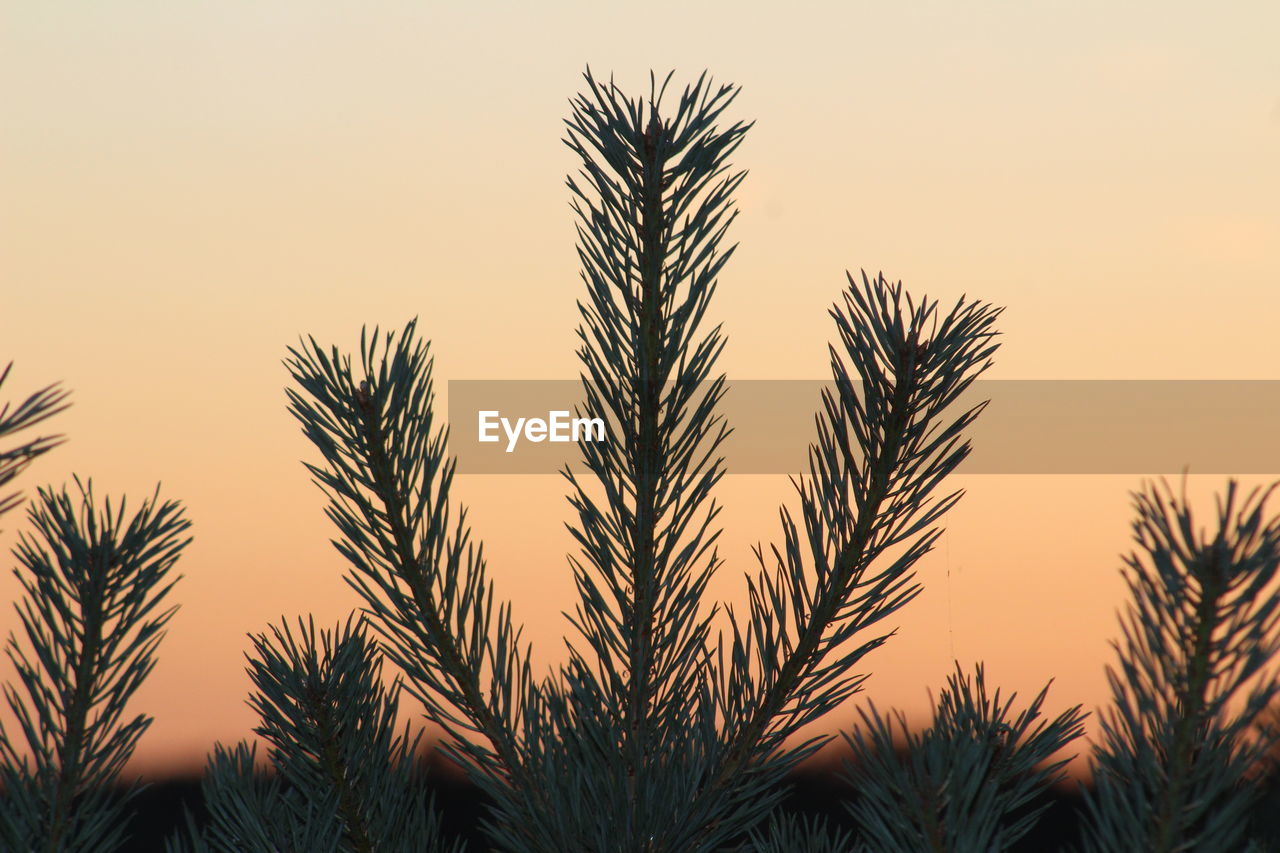 CLOSE-UP OF PALM TREES AGAINST CLEAR SKY