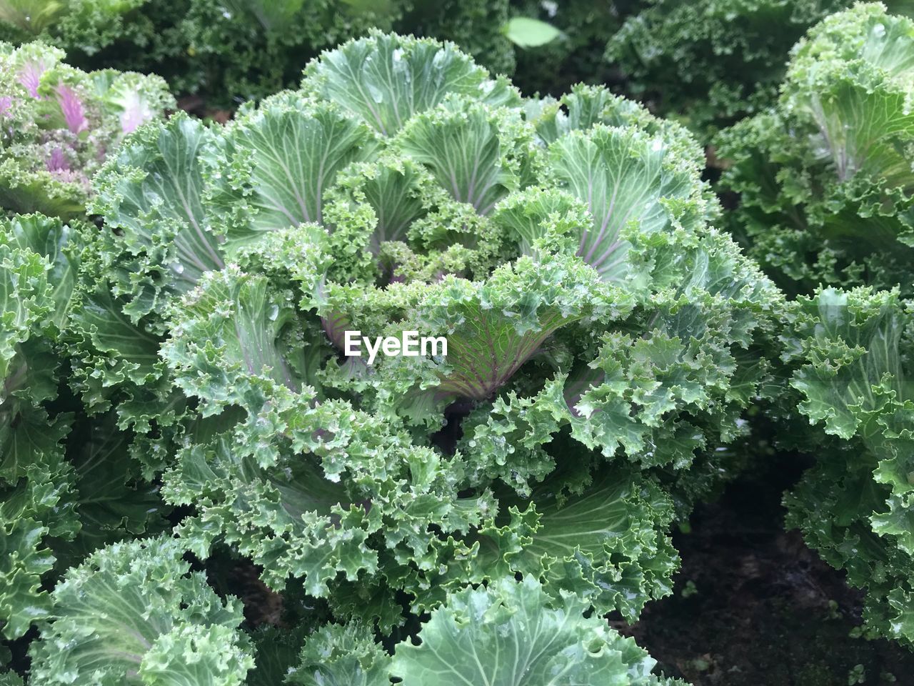 Close-up of vegetables on field