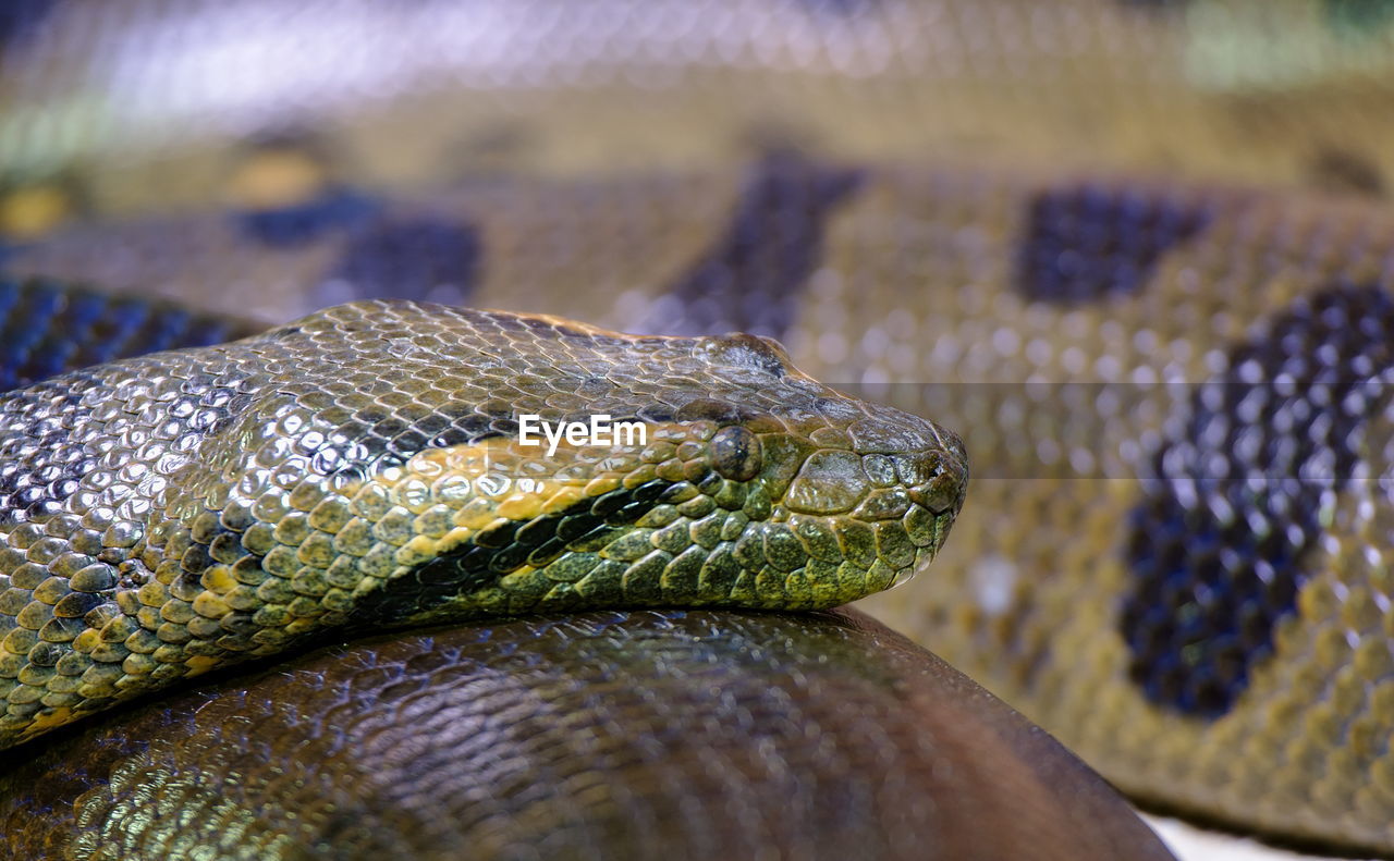 CLOSE-UP OF LIZARD ON A ZOO