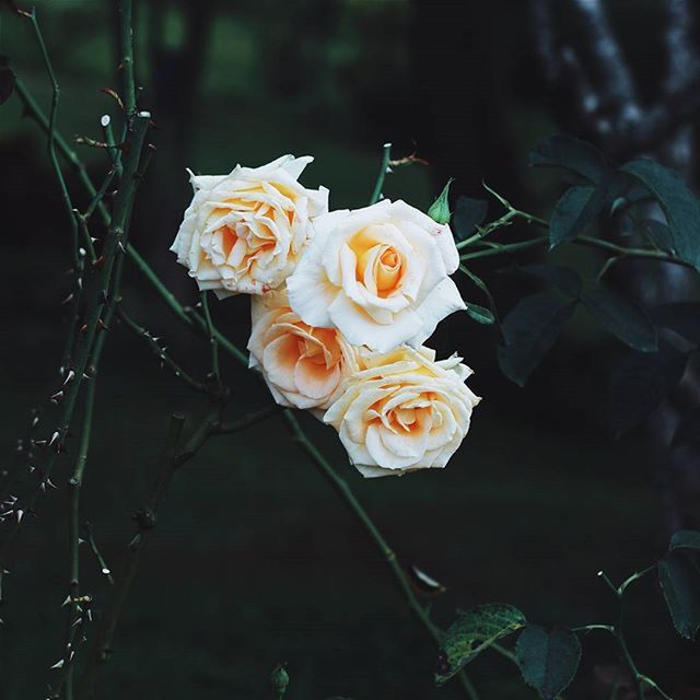 CLOSE-UP OF WHITE ROSE BLOOMING OUTDOORS