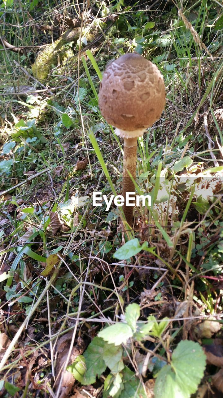 CLOSE-UP OF FLY ON MUSHROOM ON FIELD