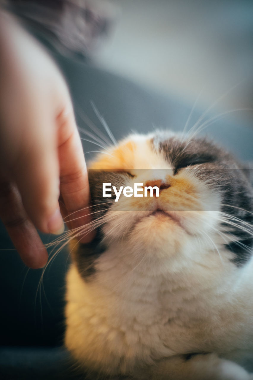 CLOSE-UP OF A CAT WITH HAND