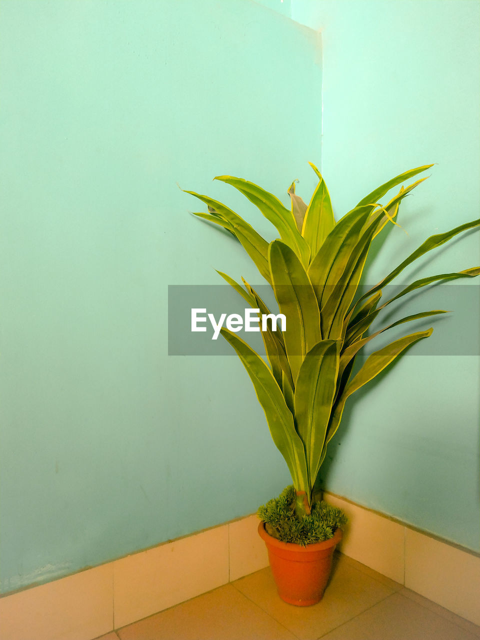 Close-up of potted plant on table against wall