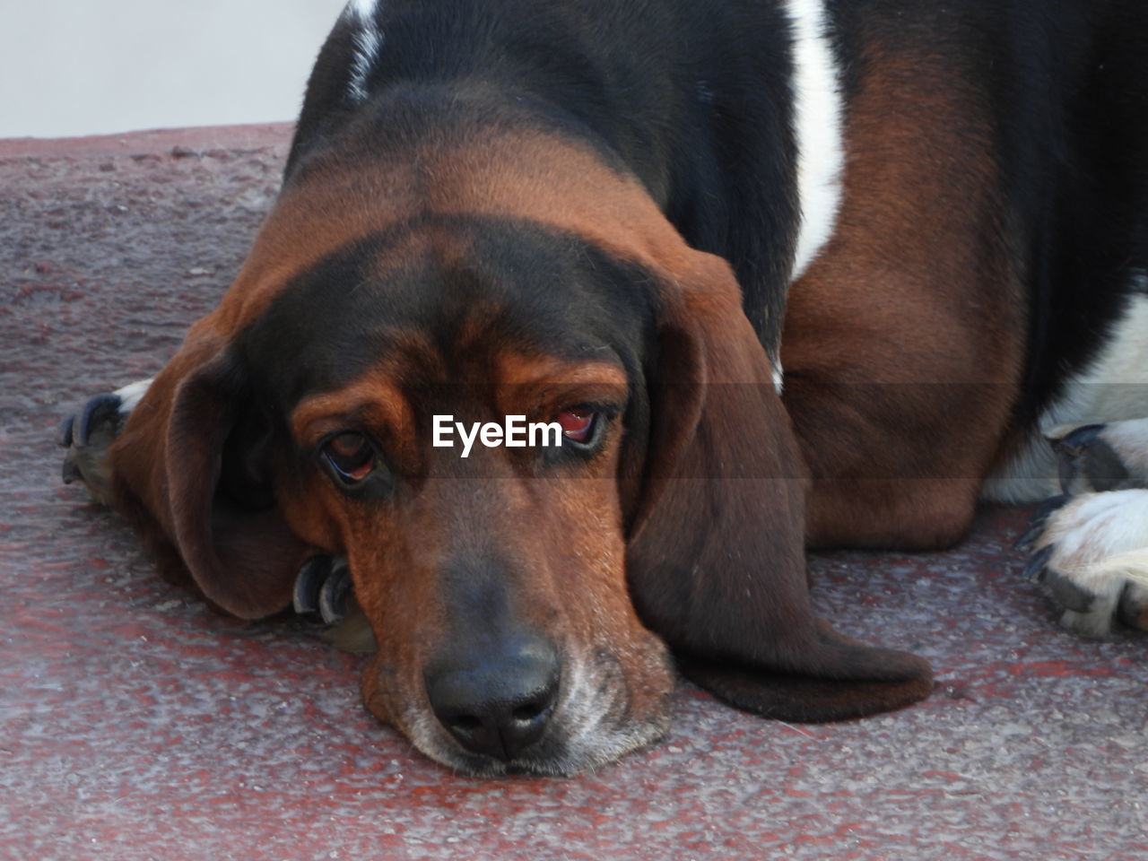 PORTRAIT OF DOG RESTING