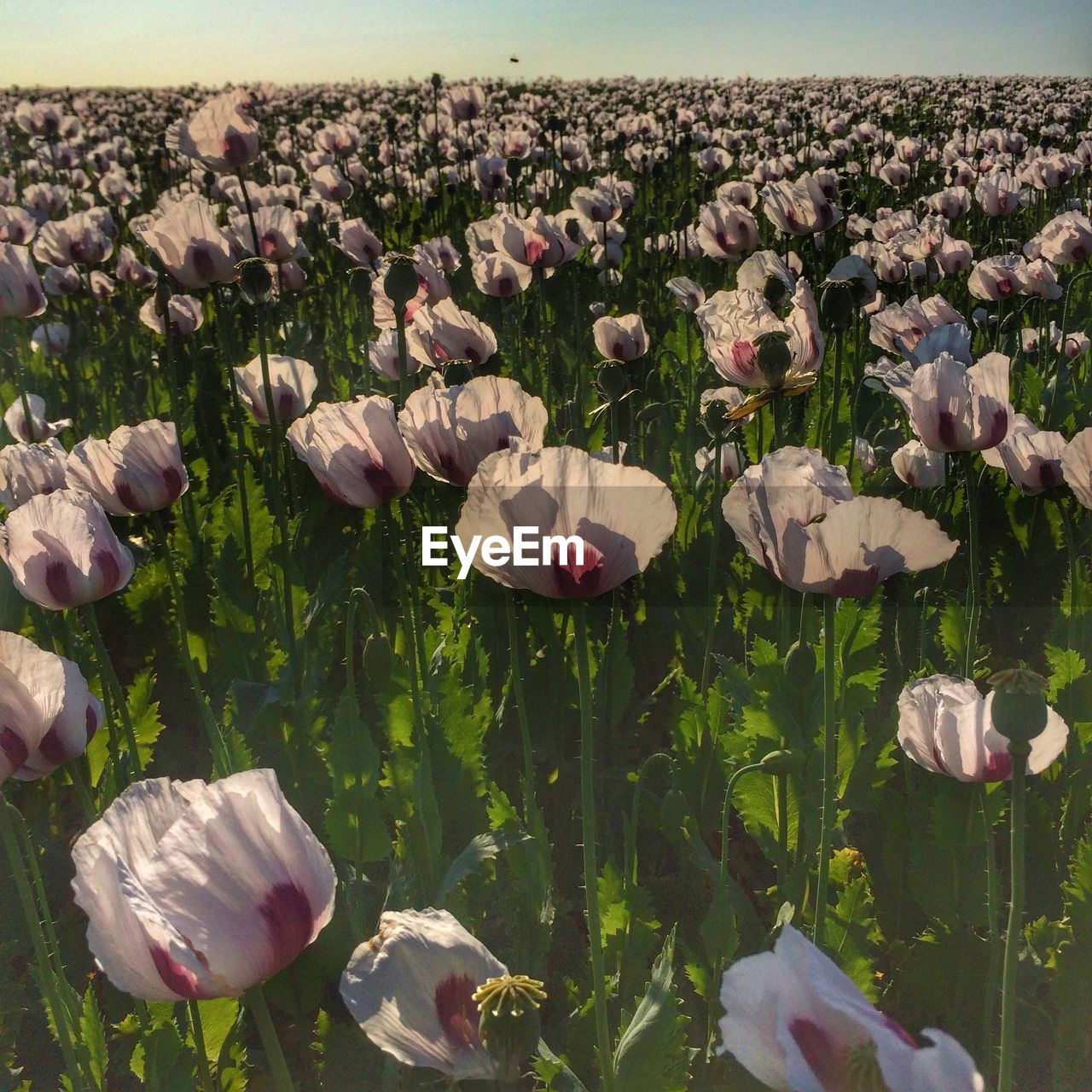 CLOSE-UP OF TULIPS BLOOMING ON FIELD