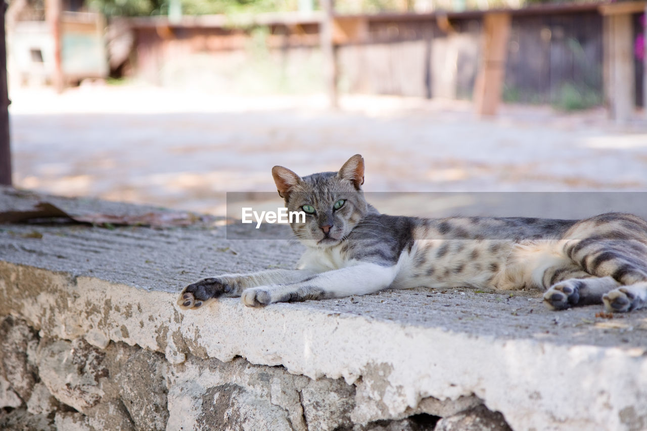PORTRAIT OF CAT LYING