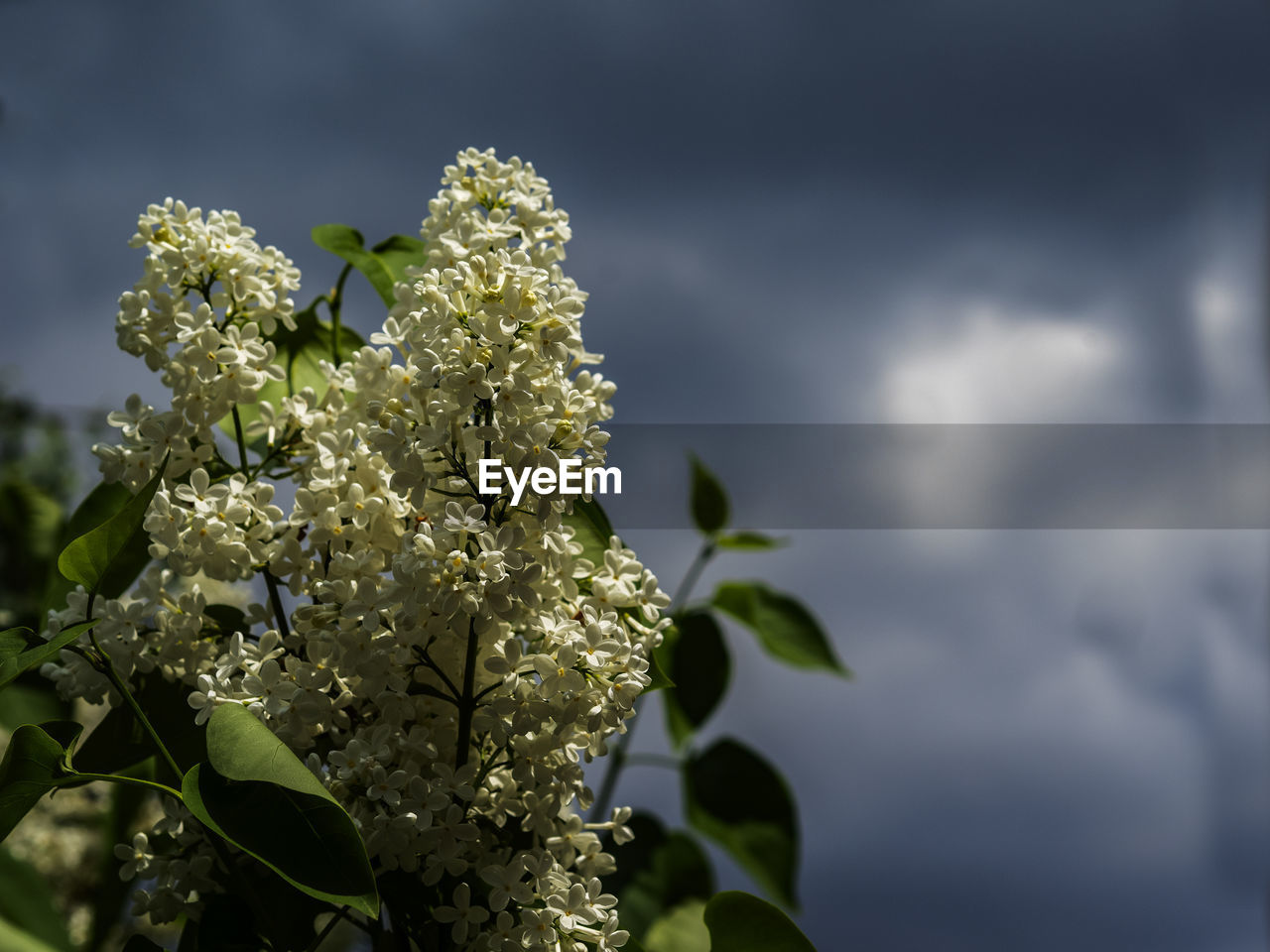 Close-up of white flowering plant against sky