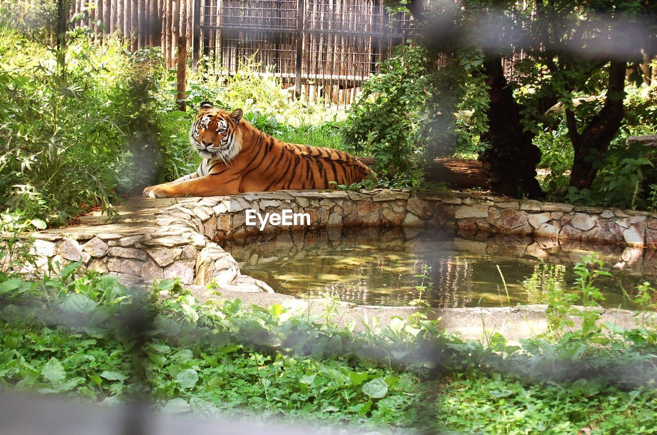 Portrait of tiger relaxing by pond in cage at zoo