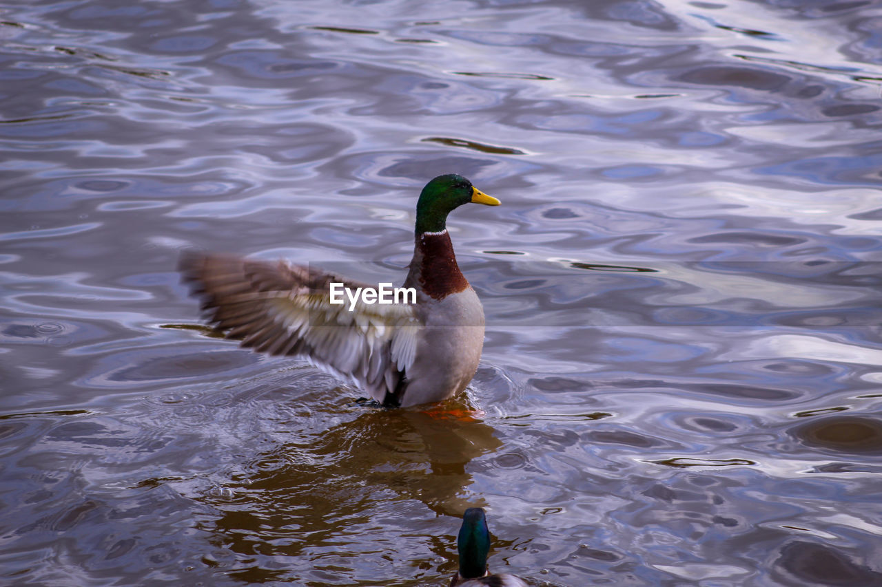 High angle view of duck swimming in lake