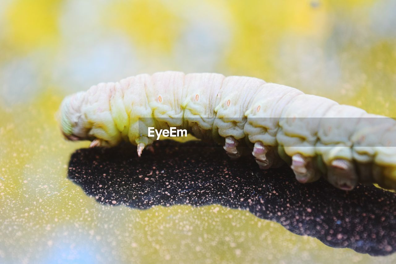 CLOSE-UP OF INSECT ON A TABLE