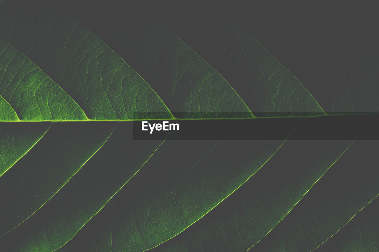 Full frame shot of green leaves
