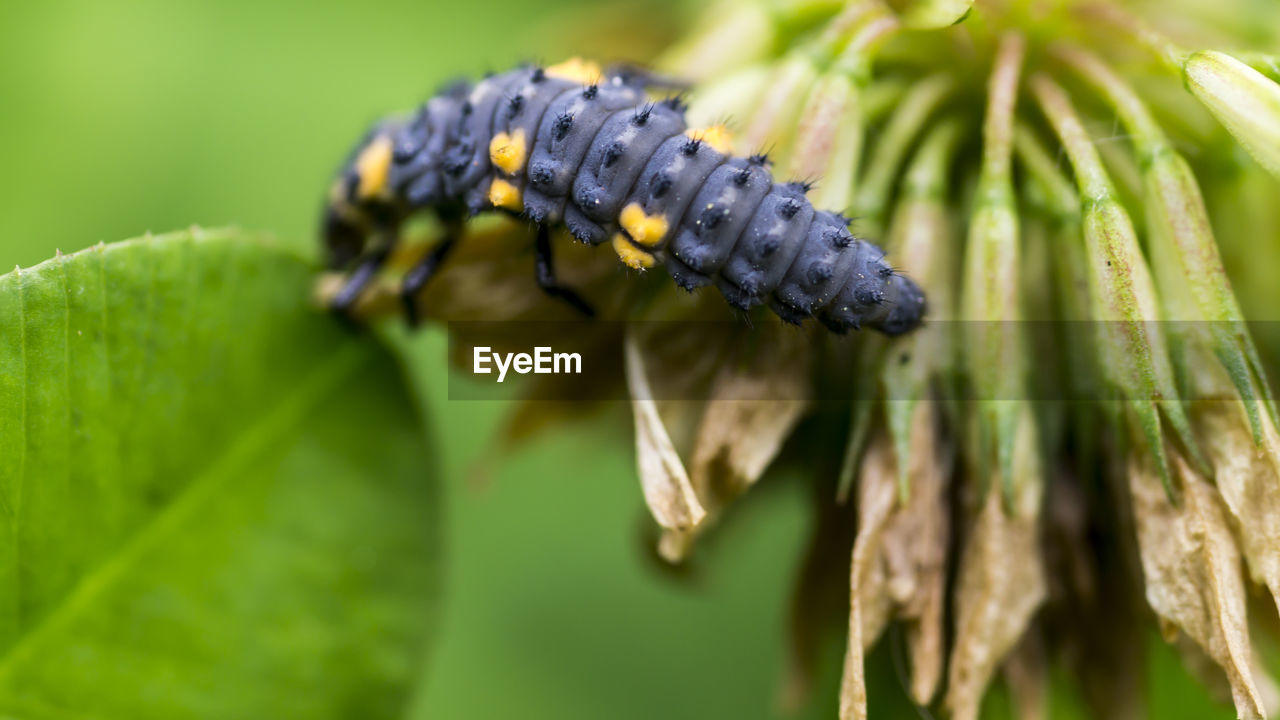 Close-up of ladybird larva on leaf