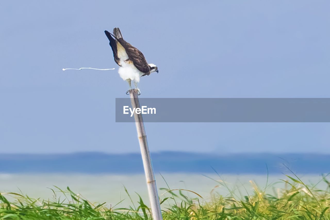 VIEW OF BIRD PERCHING ON A LAND