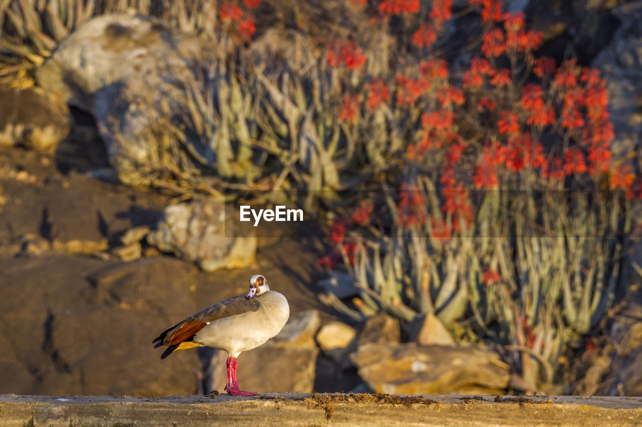 CLOSE-UP OF BIRDS PERCHING ON A LAND