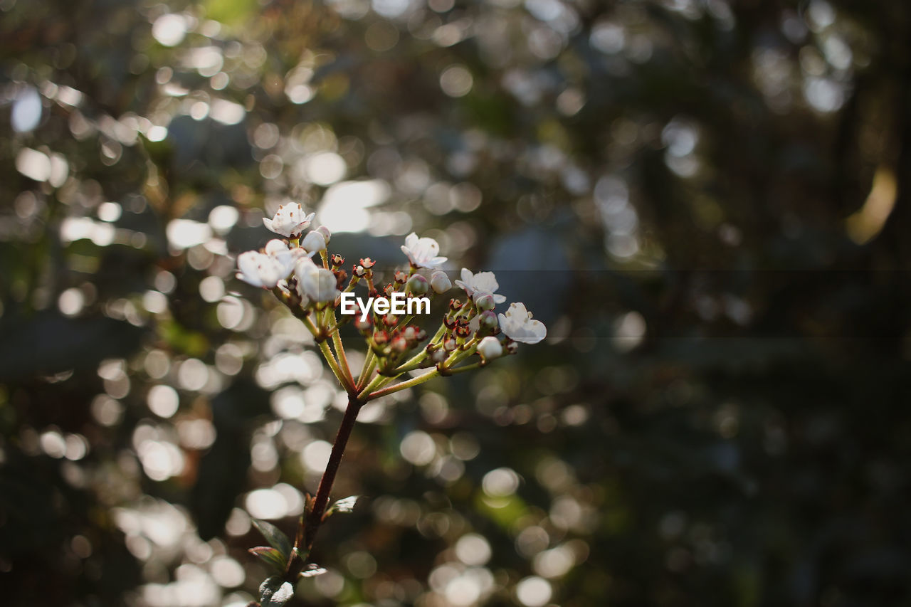 CLOSE-UP OF WHITE FLOWERING PLANT AGAINST TREE