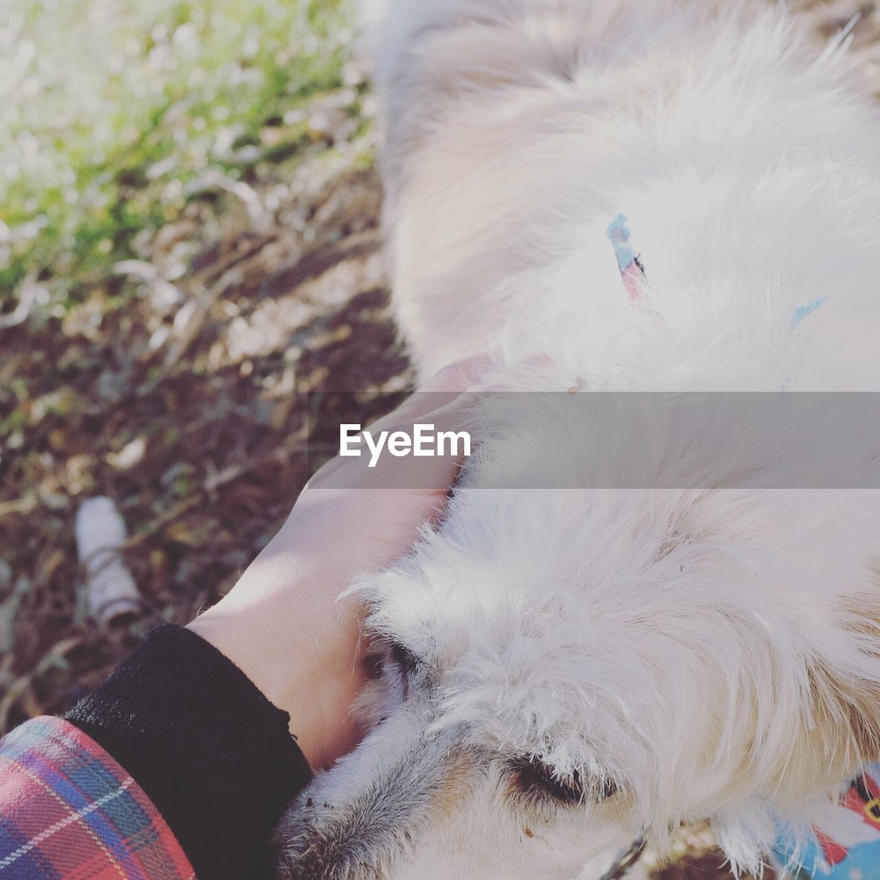 Cropped image of hand touching dog at field