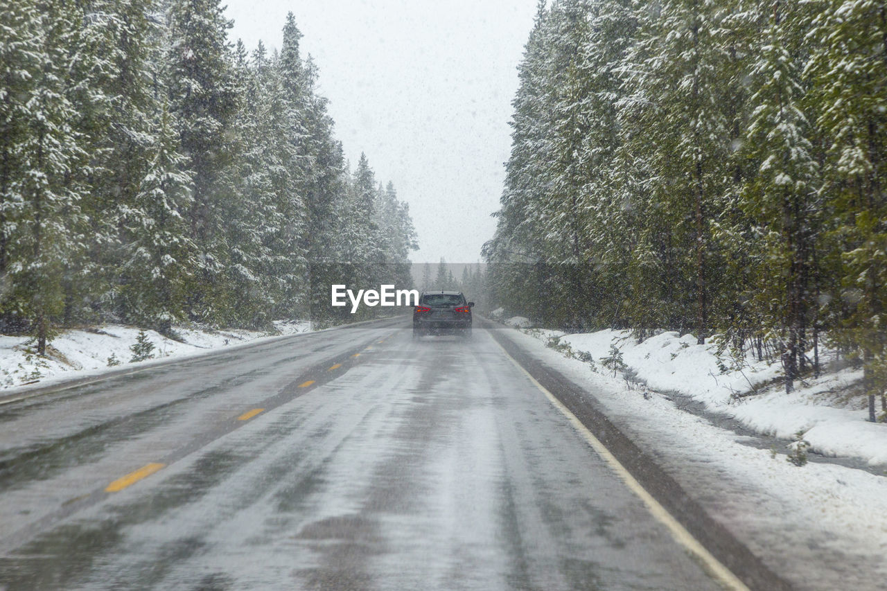 road amidst trees during winter