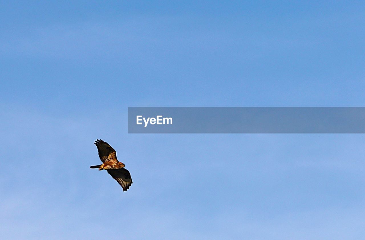 animal themes, animal, animal wildlife, wildlife, bird, flying, one animal, sky, spread wings, animal body part, mid-air, low angle view, copy space, nature, no people, blue, bird of prey, clear sky, day, motion, outdoors, wing, animal wing, eagle, sunny, beauty in nature