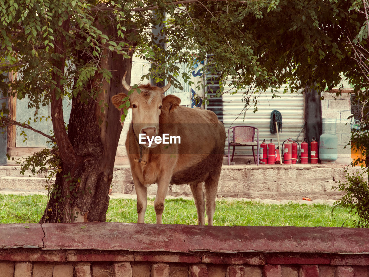 A cute cow sticking out its tongue out on one side with a funny expression