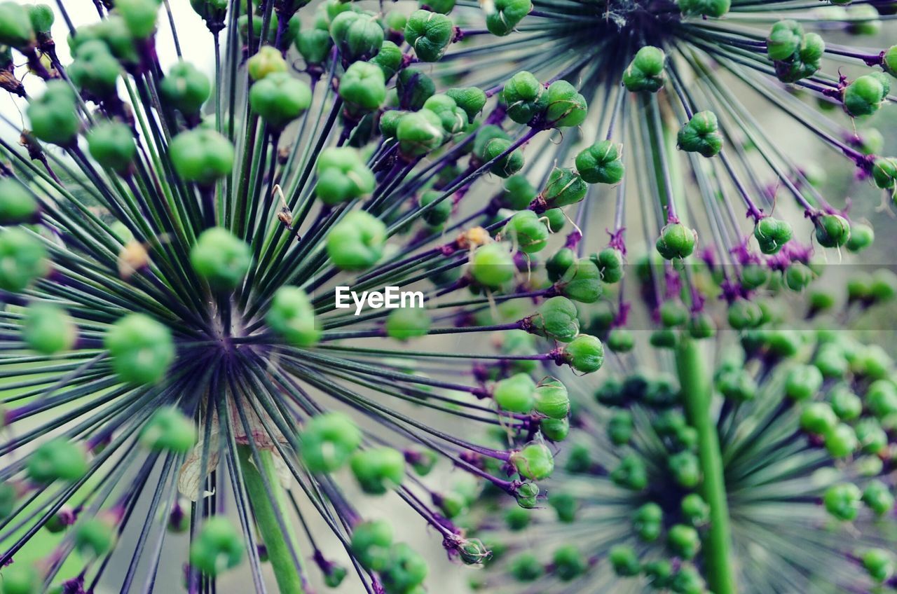 Close-up of purple flowering plant