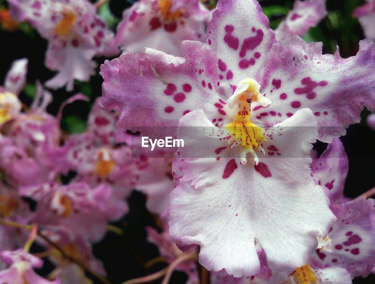 Close-up of pink orchids blooming in botanical garden