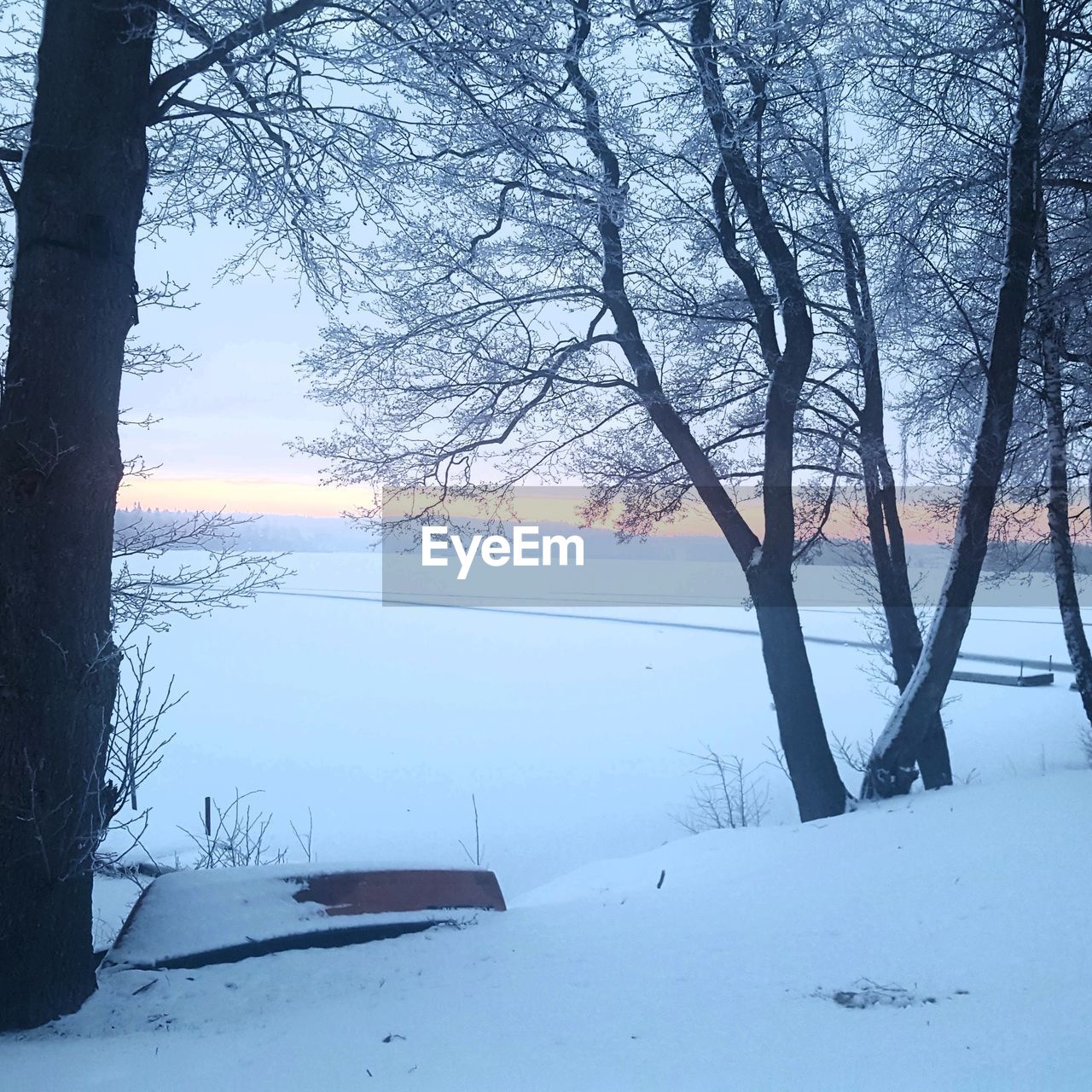 TREES ON SNOW COVERED LANDSCAPE