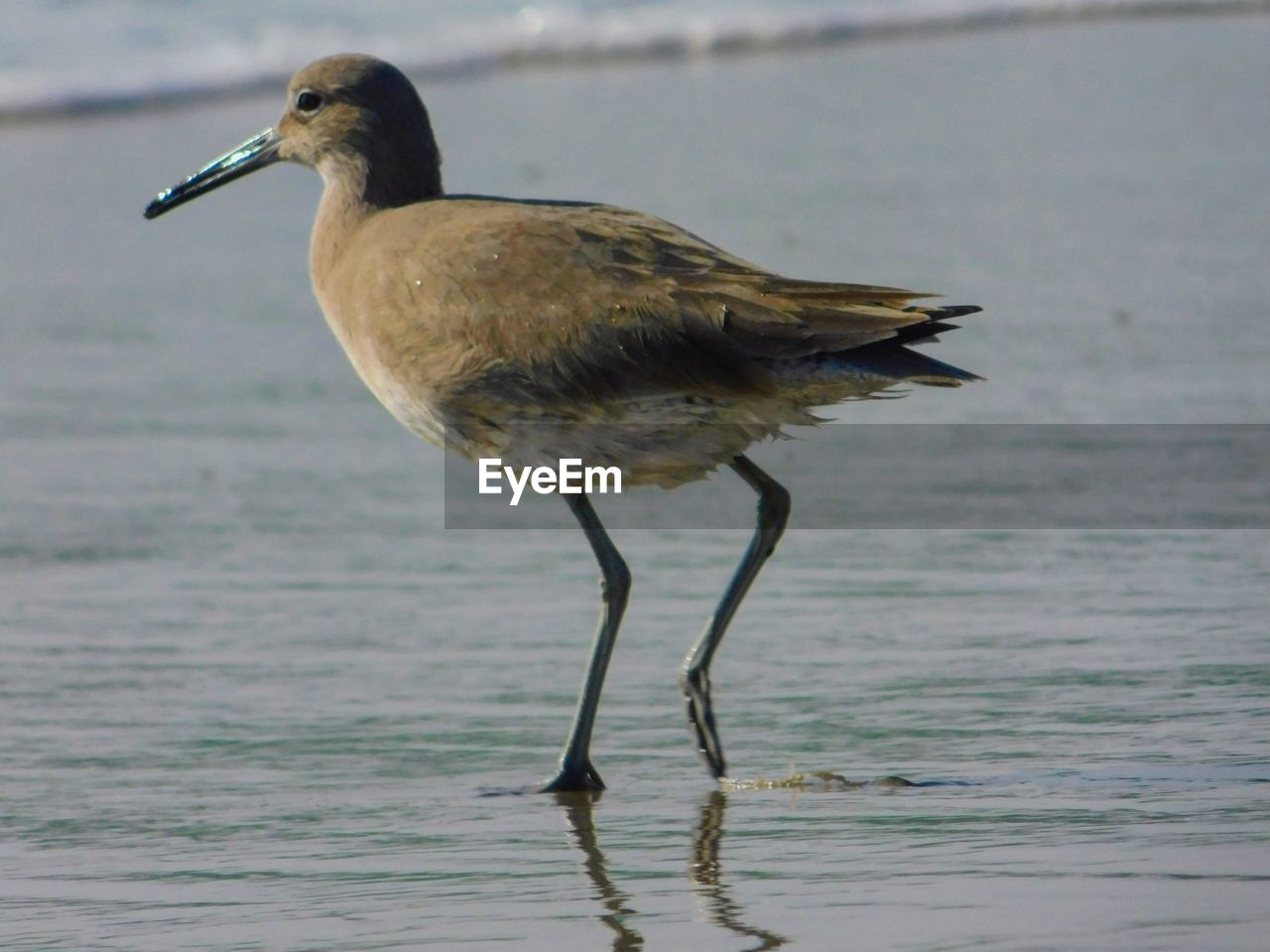 VIEW OF BIRD PERCHING ON A SEA