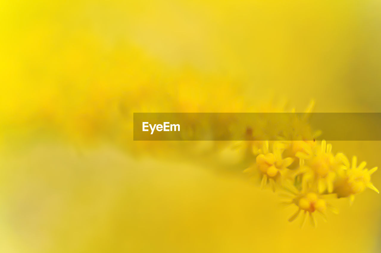 CLOSE-UP OF YELLOW FLOWERS