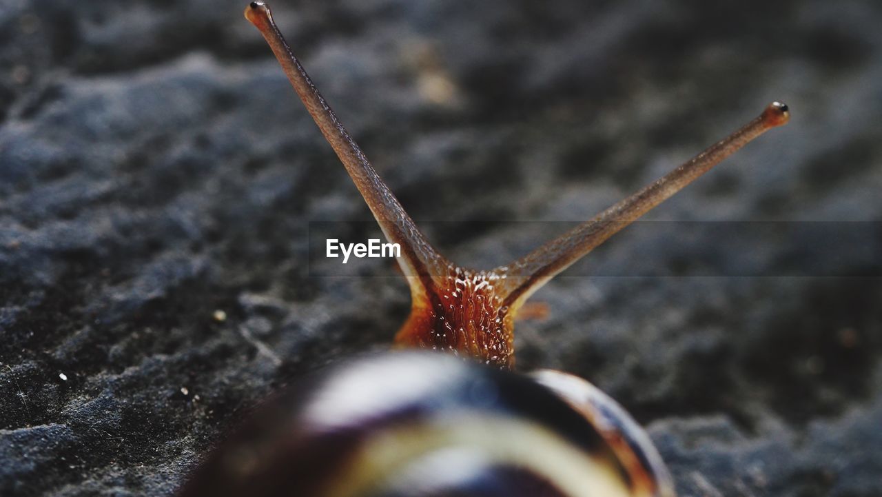 close-up, invertebrate, animal wildlife, animals in the wild, selective focus, one animal, animal themes, day, animal, animal antenna, animal body part, gastropod, insect, no people, mollusk, nature, outdoors, slug, solid, snail, animal eye