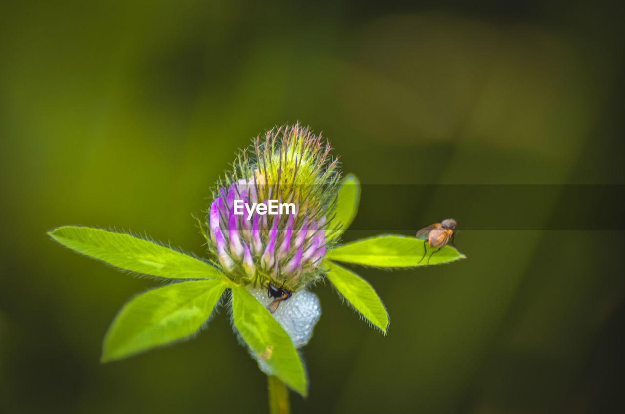 Close-up of purple flowering plant