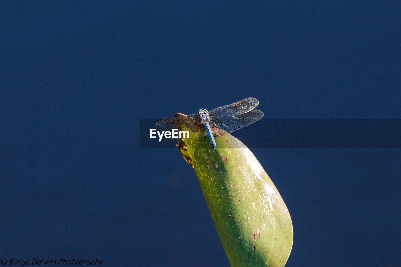 CLOSE-UP OF INSECT ON PLANT