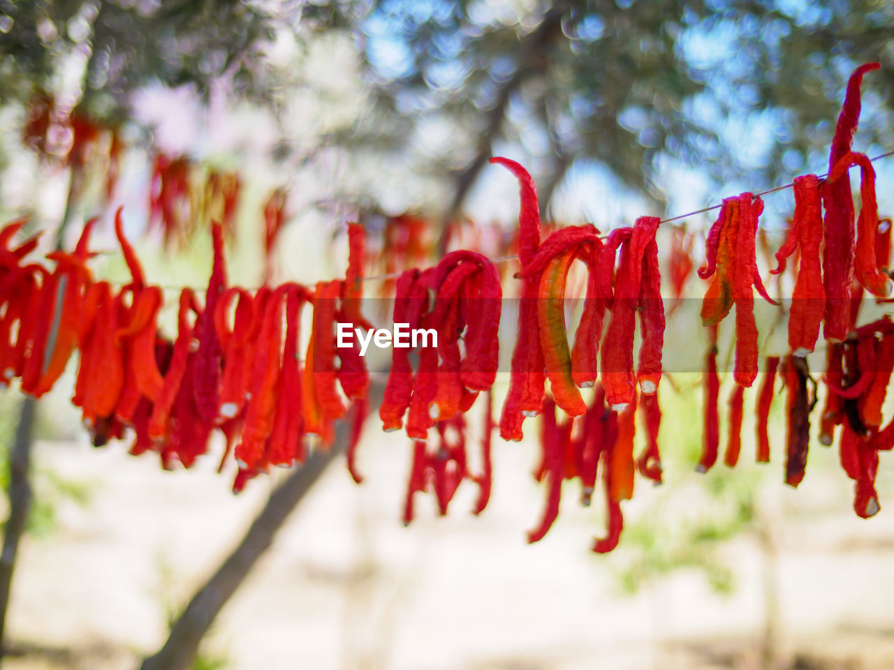 CLOSE-UP OF RED CHILI PEPPERS HANGING ON TREE