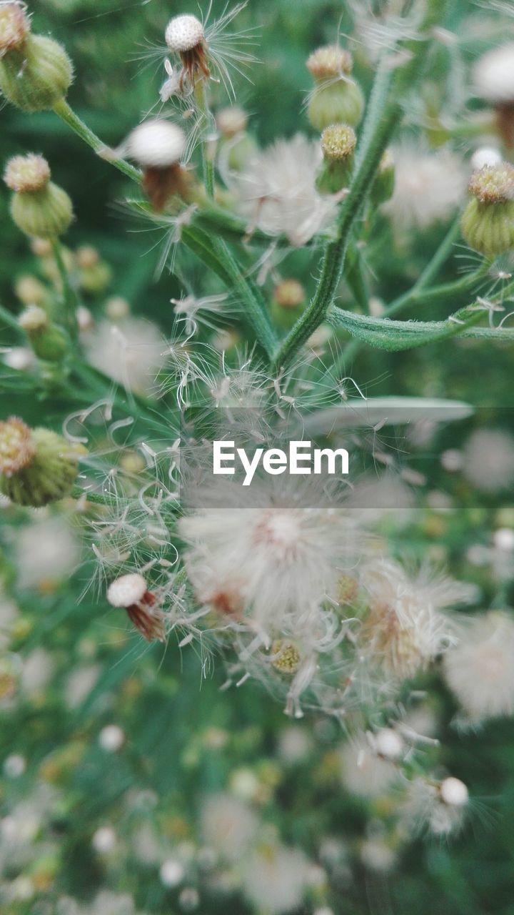 Close-up of flower plant