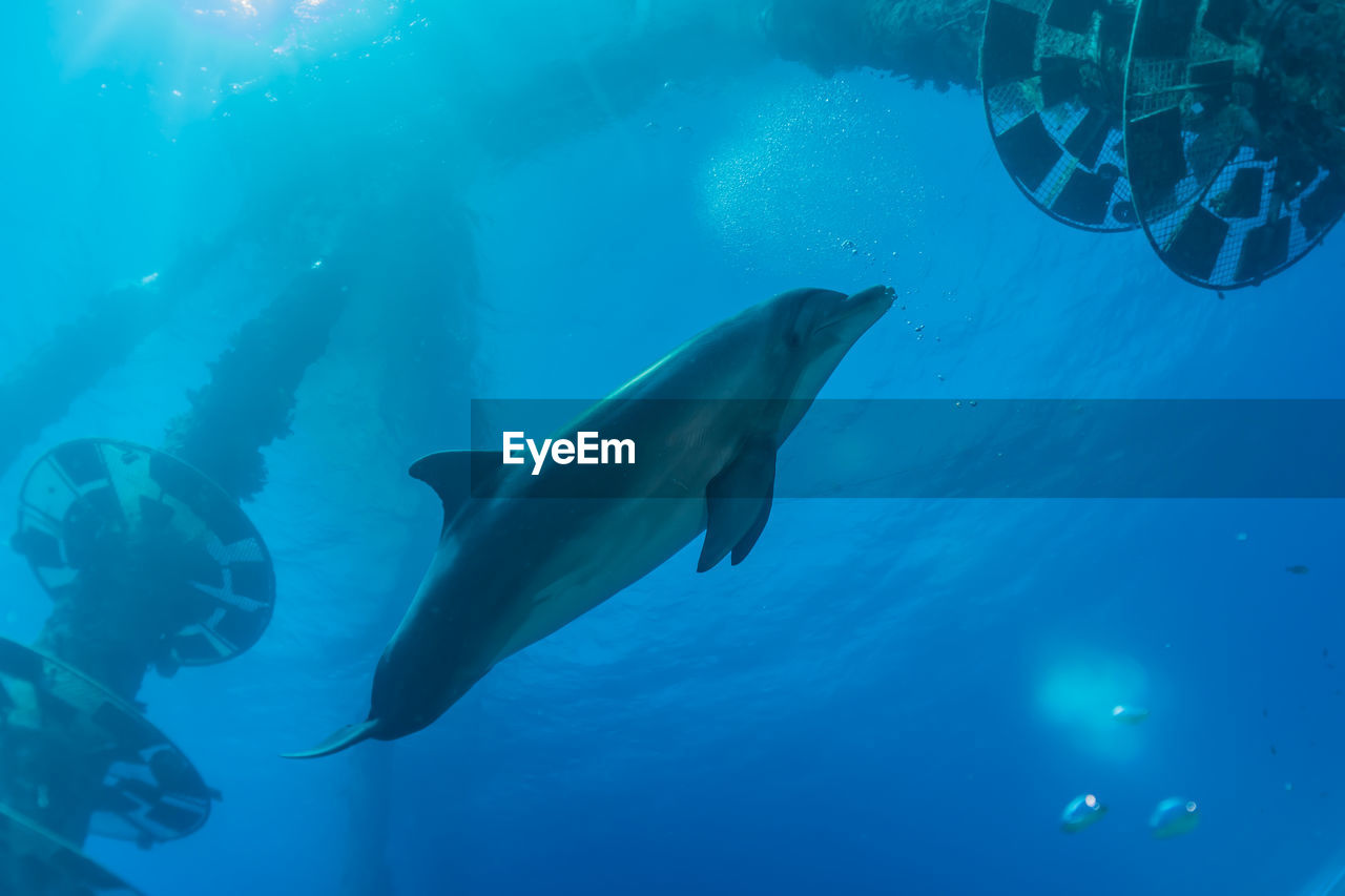 VIEW OF FISH SWIMMING UNDERWATER