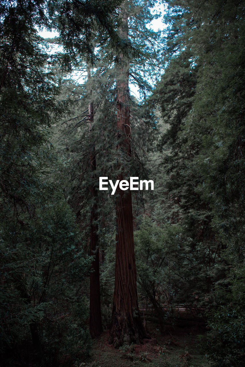 TREES GROWING IN FOREST AGAINST SKY