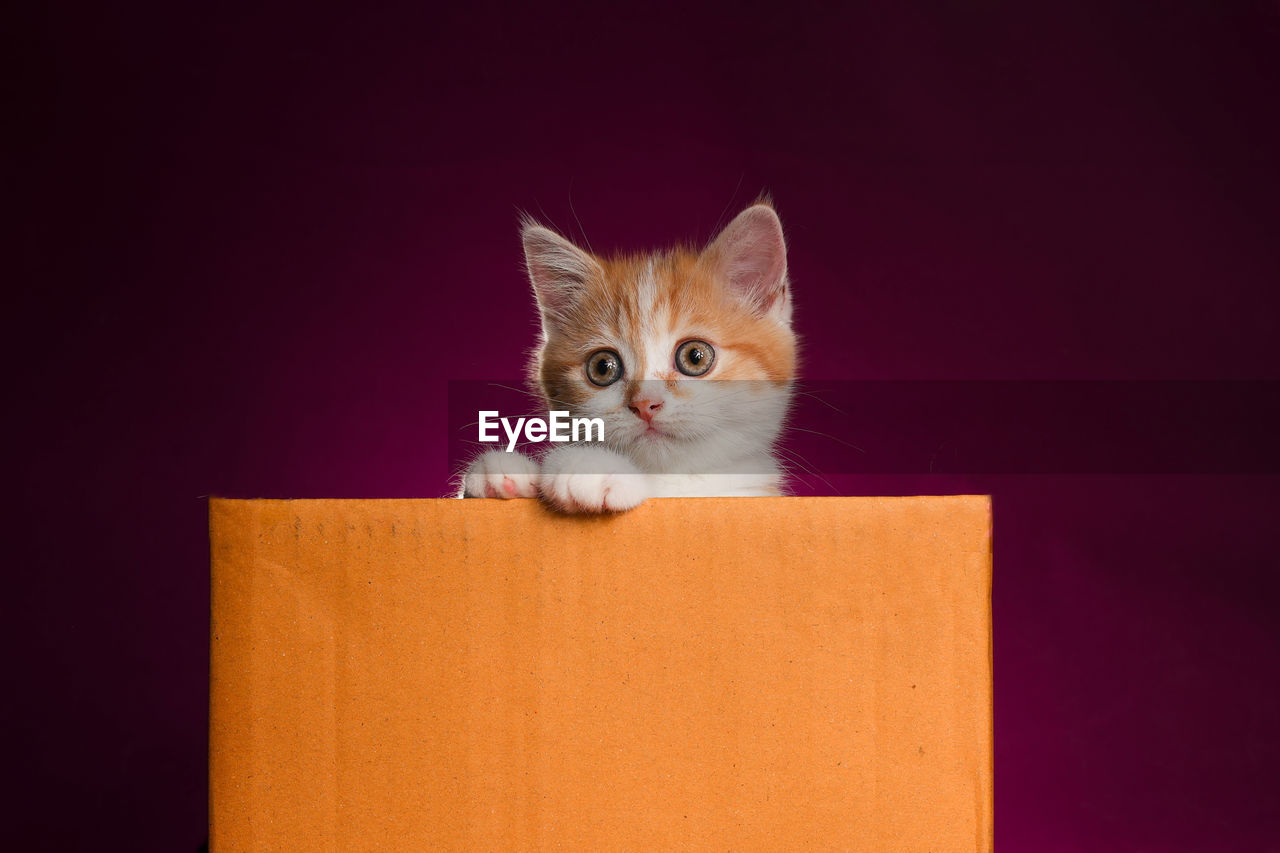 close-up of cat