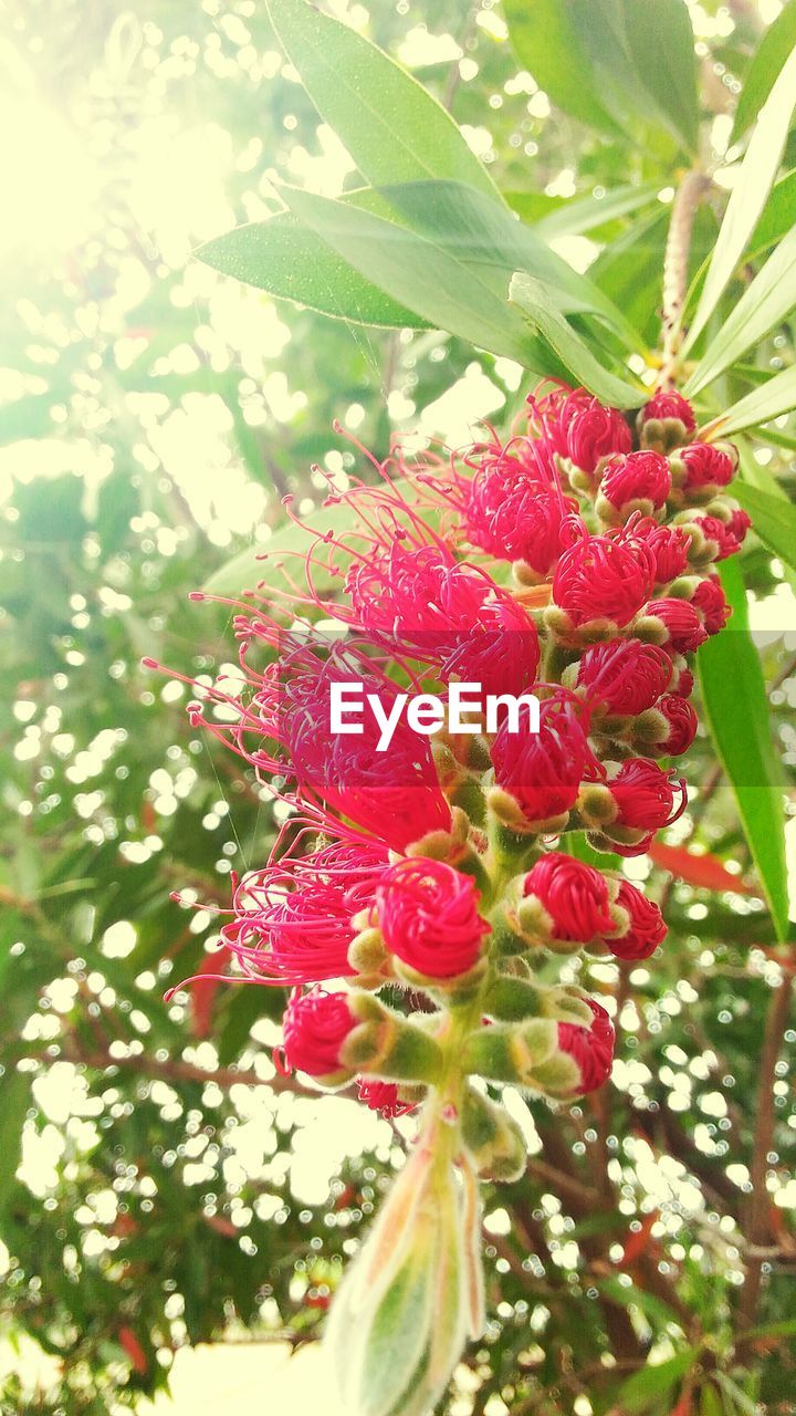 CLOSE-UP OF RED FLOWERS