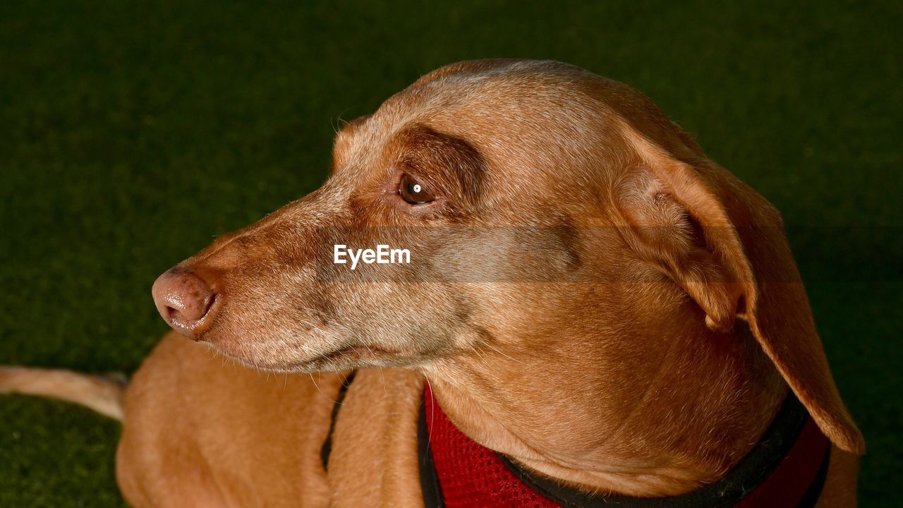 CLOSE-UP OF A DOG LOOKING AWAY ON FIELD