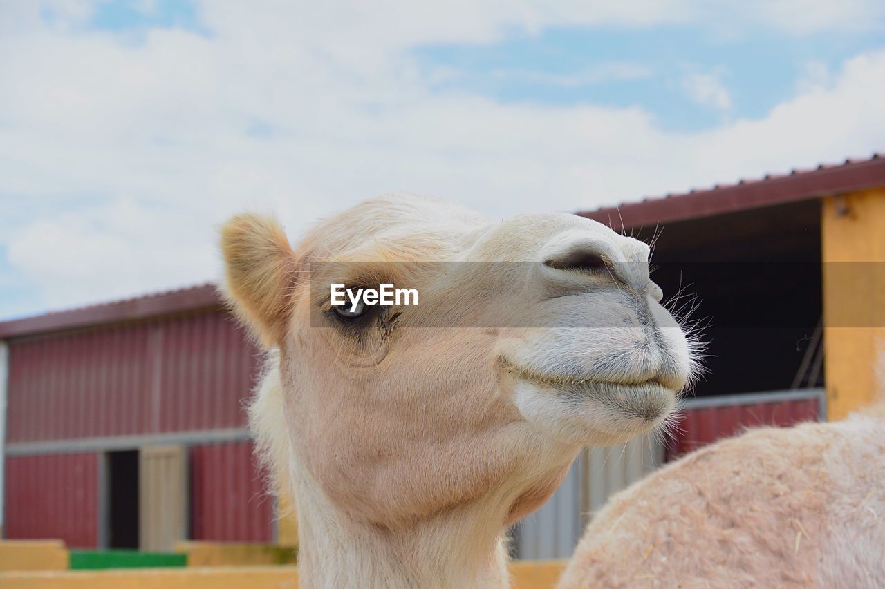 Close-up of alpaca against sky