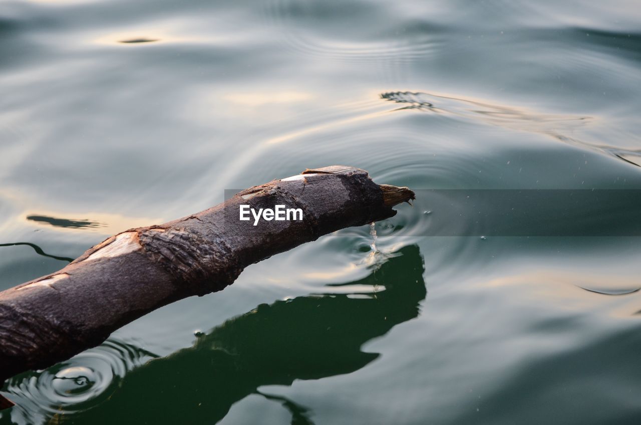 HIGH ANGLE VIEW OF A DUCK IN LAKE