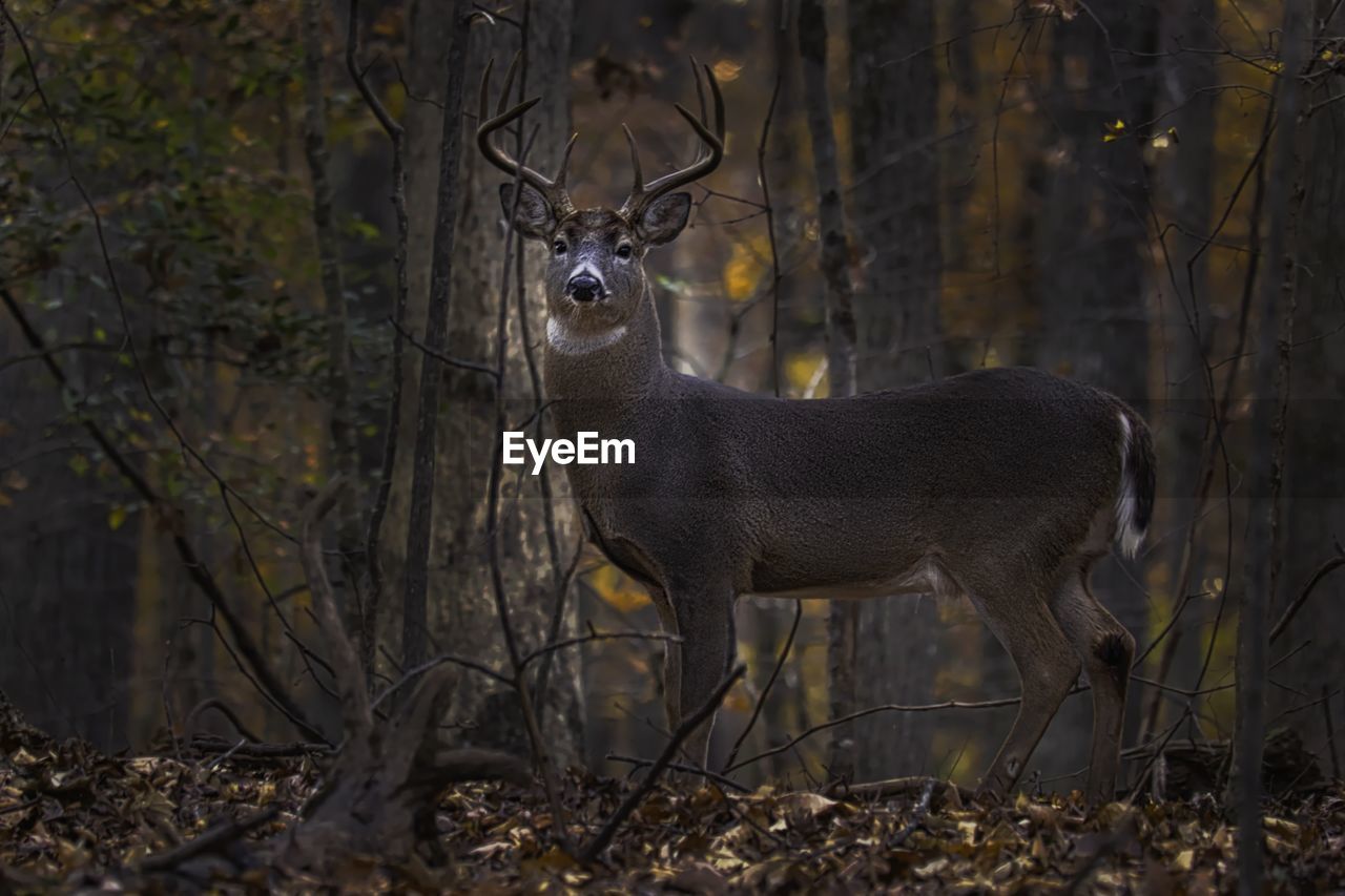 animal, animal themes, animal wildlife, mammal, deer, wildlife, tree, one animal, nature, forest, no people, plant, land, standing, outdoors, full length, day, side view, woodland, portrait