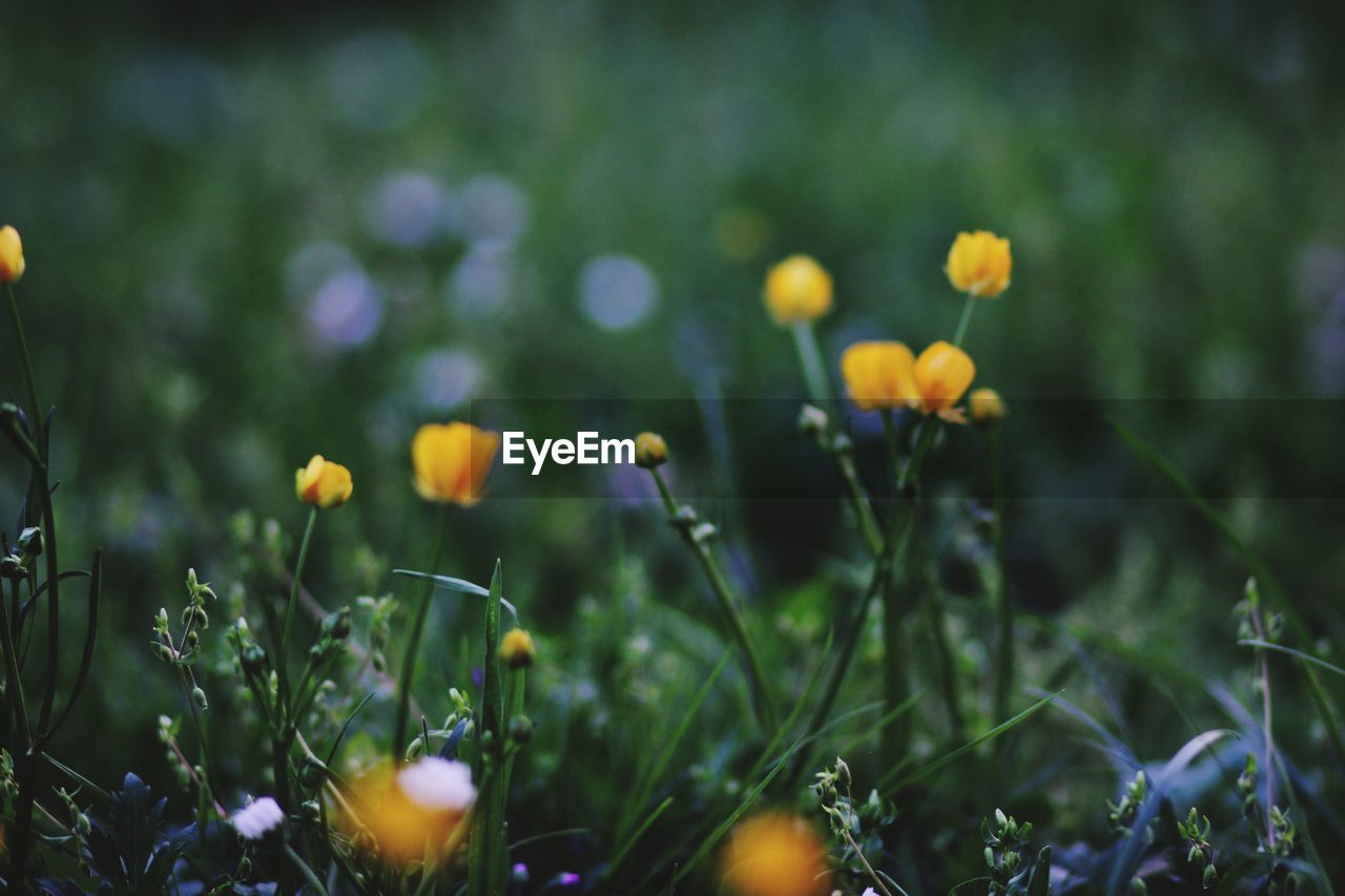 Close-up of yellow flowering plants on field