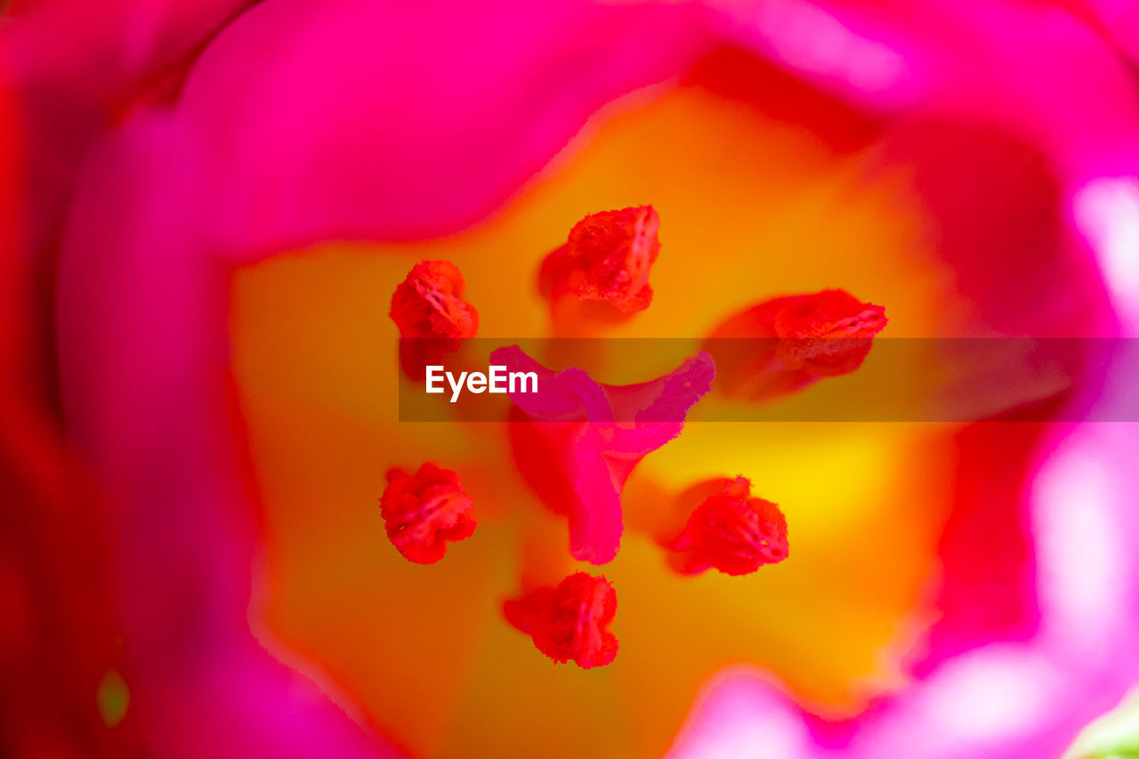 CLOSE-UP OF PINK FLOWER