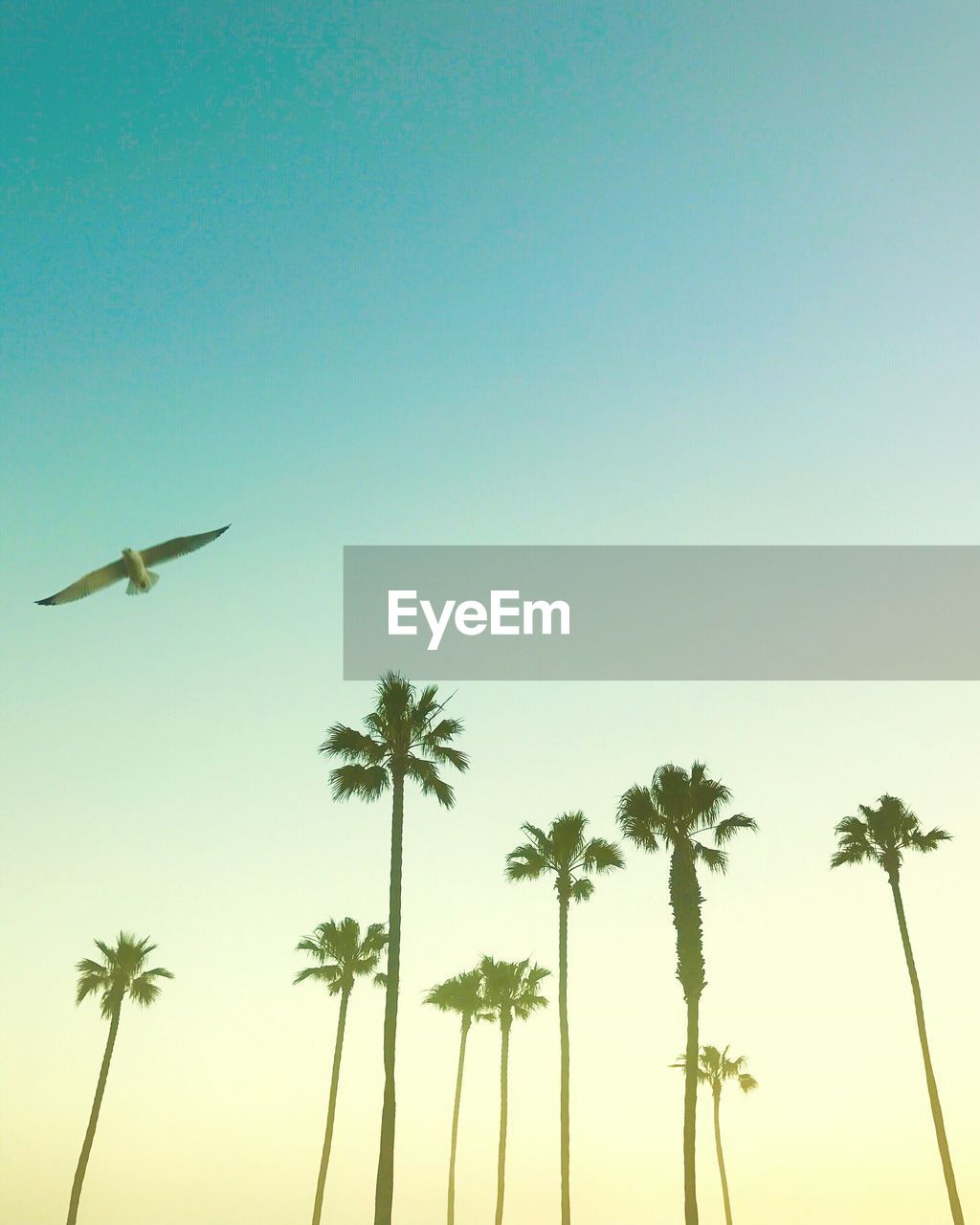 LOW ANGLE VIEW OF BIRDS FLYING IN SKY