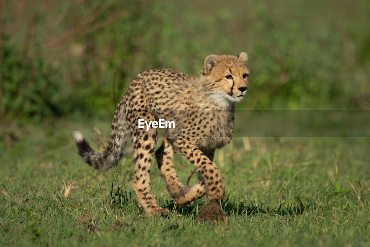 Cheetah cub runs over savannah in sunshine