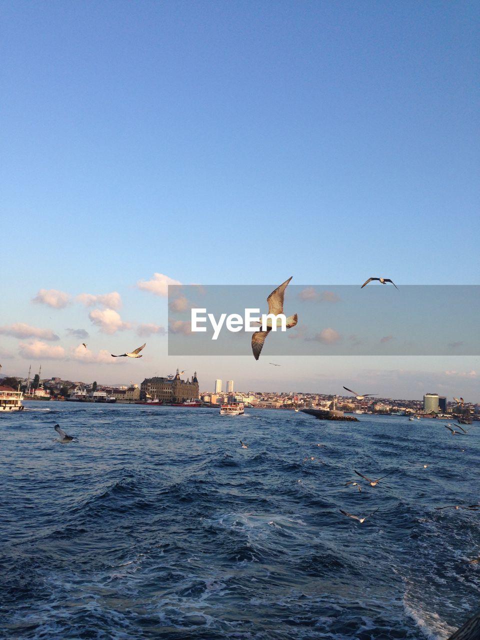 Seagulls flying over sea against sky istanbul