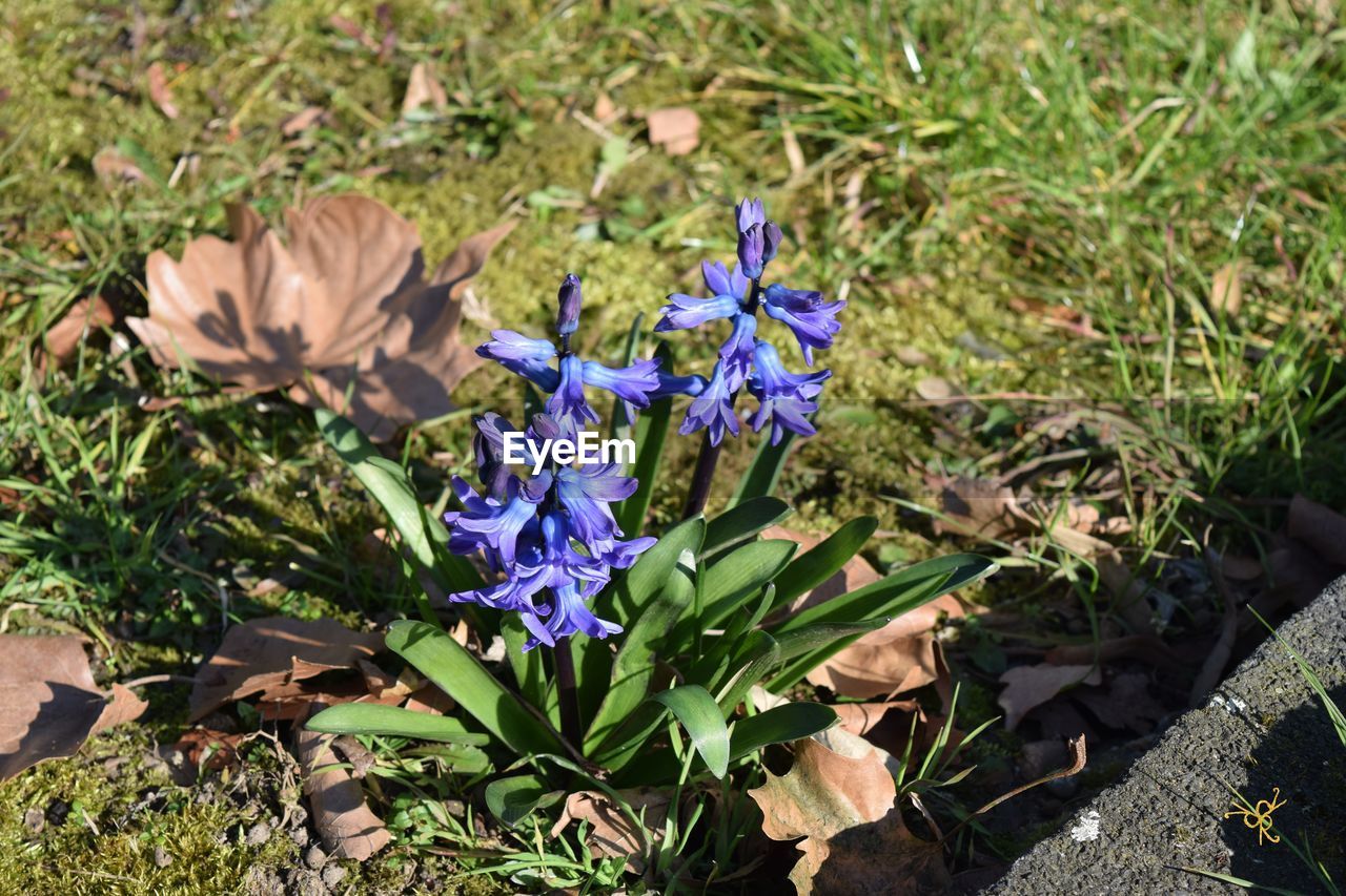 Close-up of purple flowers blooming in field